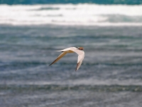 Royal tern fishing