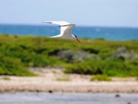 Royal tern fishing