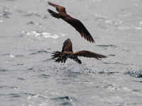 Brown noddy fishing