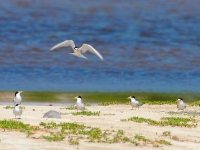 Least terns