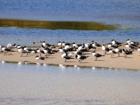 Laughing gulls