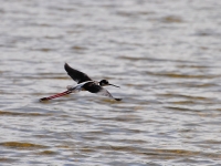 Wetland bird landing