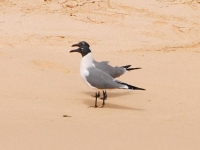 Laughing gulls