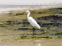 Snowy egret