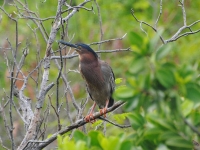 Green heron