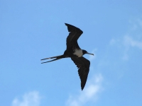 Magnificent frigatebird