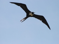 Magnificent frigatebird