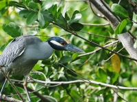 Yellow-crowned night-heron