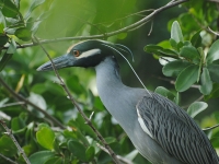 Yellow-crowned night-heron