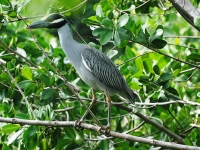 Yellow-crowned night-heron