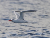 Red-billed tropicbird