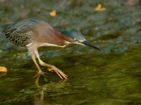 Green heron