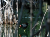 Poule d'eau à bec rouge