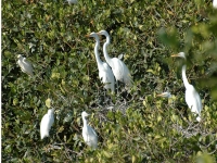 Heronry