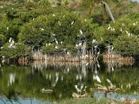 Heronry