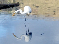 Great egret