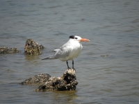Royal tern