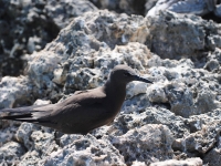 Brown noddy