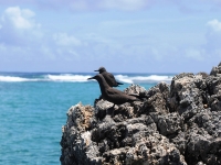 Brown noddy