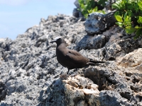 Brown noddy