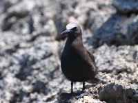 Brown noddy