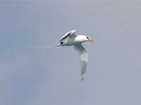 Red-billed tropicbird