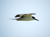 Least tern