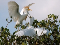 Cattle egret feeding a chick