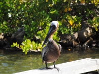 Brown pelican