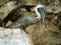 Brown pelican