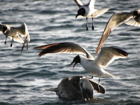 Mouette atricile