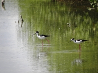 Black-necked stilts