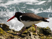 American oystercatcher