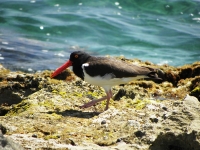 American oystercatcher