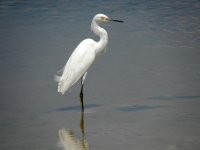 Aigrette neigeuse