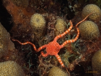 Elkhorn coral