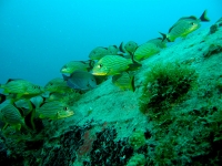 Grunt shoal