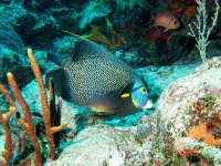 Adult french angelfish