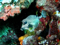 Smooth trunkfish