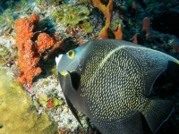 Sub-adult french angelfish