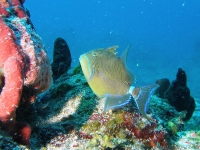 Queen triggerfish