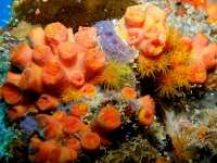 Orange cup coral