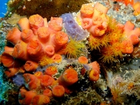 Corail tubastrée orange