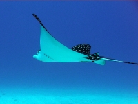 Giant manta