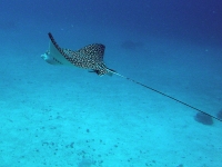 Spotted eagle ray