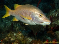 Schoolmaster snapper