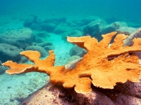 Elkhorn coral