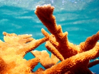 Neptune's brain coral