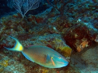 Spotlight parrotfish