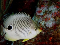 Poisson papillon quatre-yeux